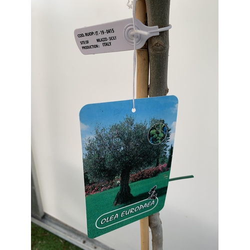 2 - TWO LARGE ITALIAN OLIVE STANDARD TREES OVER 180CM IN HEIGHT IN 9 LTR POTS NO VAT TO BE SOLD FOR THE ... 