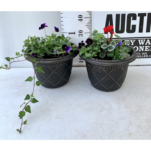 20 - TWO PLANTERS FILLED WITH WINTER BEDDING TO INCLUDE PANSIES, CYCLAMEN, IVY ETC. PLANTERS MEASURE 24CM... 