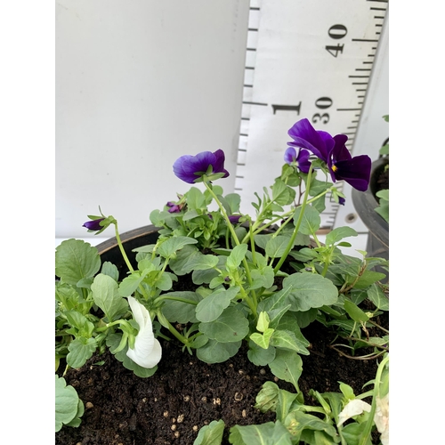 20 - TWO PLANTERS FILLED WITH WINTER BEDDING TO INCLUDE PANSIES, CYCLAMEN, IVY ETC. PLANTERS MEASURE 24CM... 