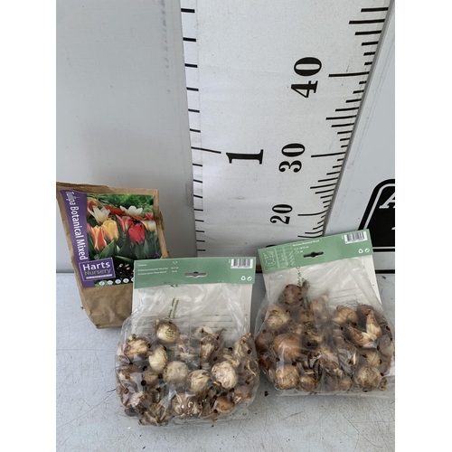 204 - ONE HUNDRED AND TWENTY BULBS IN TWO PACKS -THIRTY DWARF TULIPS, FIFTY CROCUS AND NARCISSUS  MIX AND ... 