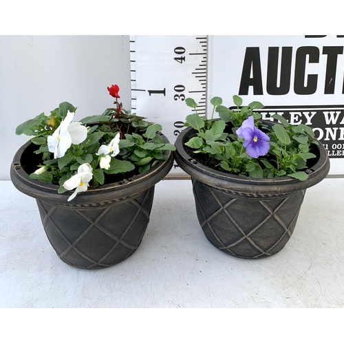 21 - TWO PLANTERS FILLED WITH WINTER BEDDING TO INCLUDE PANSIES, CYCLAMEN, IVY ETC. PLANTERS MEASURE 24CM... 