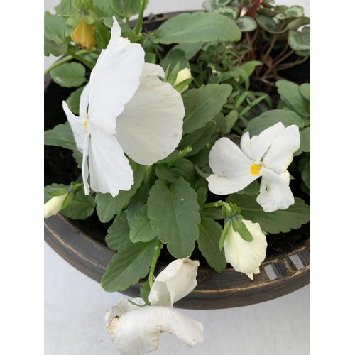 21 - TWO PLANTERS FILLED WITH WINTER BEDDING TO INCLUDE PANSIES, CYCLAMEN, IVY ETC. PLANTERS MEASURE 24CM... 