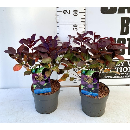 215 - TWO COTINUS COGGYGRIA 'ROYAL PURPLE' SMOKE BUSH IN 3 LTR POTS APPROX 50CM IN HEIGHT TO BE SOLD FOR T... 