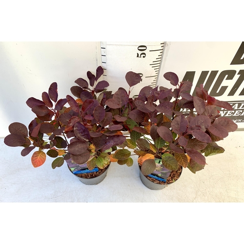 215 - TWO COTINUS COGGYGRIA 'ROYAL PURPLE' SMOKE BUSH IN 3 LTR POTS APPROX 50CM IN HEIGHT TO BE SOLD FOR T... 