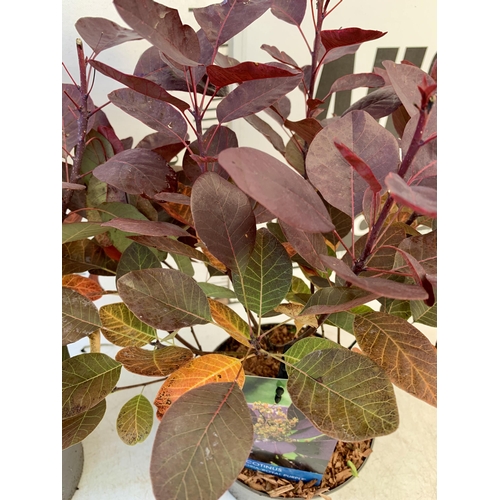 215 - TWO COTINUS COGGYGRIA 'ROYAL PURPLE' SMOKE BUSH IN 3 LTR POTS APPROX 50CM IN HEIGHT TO BE SOLD FOR T... 