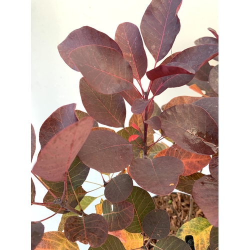 215 - TWO COTINUS COGGYGRIA 'ROYAL PURPLE' SMOKE BUSH IN 3 LTR POTS APPROX 50CM IN HEIGHT TO BE SOLD FOR T... 