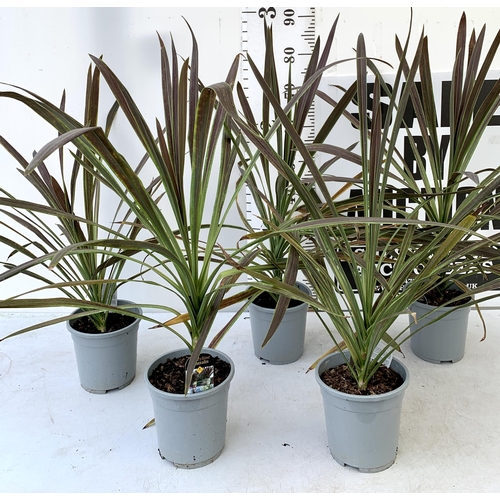 217 - FIVE LARGE CORDYLINE AUSTRALIS GREEN, APPROX 1 METRE IN HEIGHT. SOLD IN 2 LTR POTS , TO BE SOLD FOR ... 