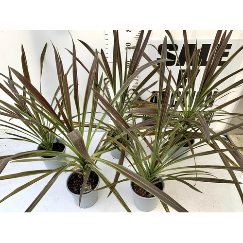 217 - FIVE LARGE CORDYLINE AUSTRALIS GREEN, APPROX 1 METRE IN HEIGHT. SOLD IN 2 LTR POTS , TO BE SOLD FOR ... 