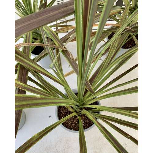 217 - FIVE LARGE CORDYLINE AUSTRALIS GREEN, APPROX 1 METRE IN HEIGHT. SOLD IN 2 LTR POTS , TO BE SOLD FOR ... 