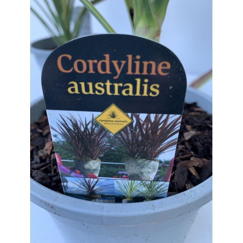 217 - FIVE LARGE CORDYLINE AUSTRALIS GREEN, APPROX 1 METRE IN HEIGHT. SOLD IN 2 LTR POTS , TO BE SOLD FOR ... 