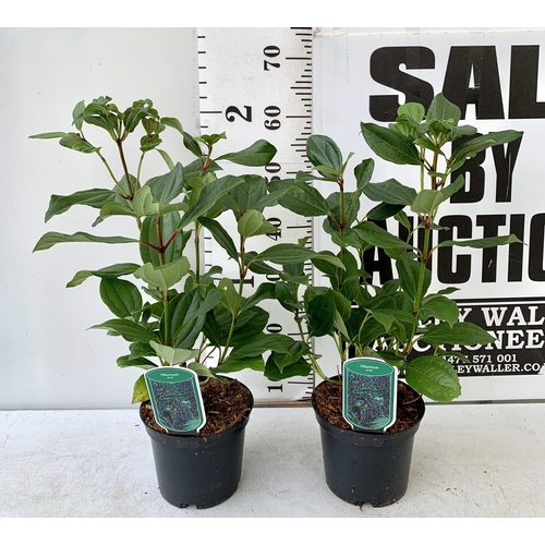 218 - TWO VIBURNUM 'DAVIDII' IN 2 LTR POTS. APPROX 60CM IN HEIGHT TO BE SOLD FOR THE PAIR