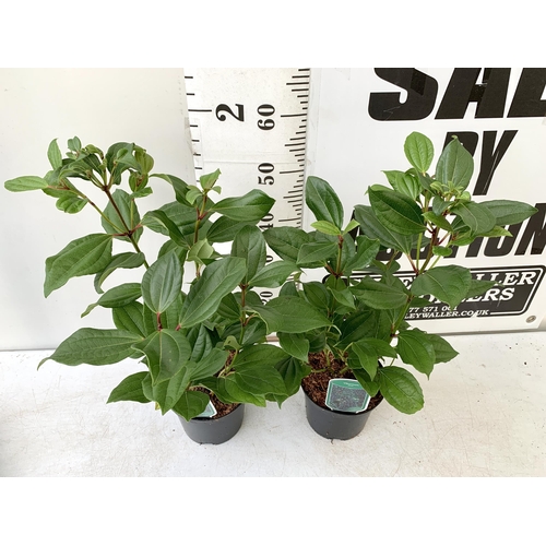 218 - TWO VIBURNUM 'DAVIDII' IN 2 LTR POTS. APPROX 60CM IN HEIGHT TO BE SOLD FOR THE PAIR