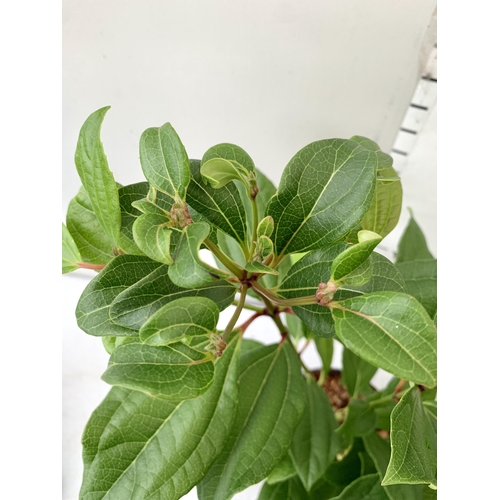 218 - TWO VIBURNUM 'DAVIDII' IN 2 LTR POTS. APPROX 60CM IN HEIGHT TO BE SOLD FOR THE PAIR