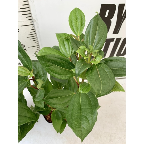 218 - TWO VIBURNUM 'DAVIDII' IN 2 LTR POTS. APPROX 60CM IN HEIGHT TO BE SOLD FOR THE PAIR