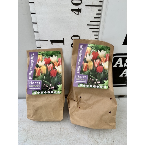 221 - SIXTY TULIP BULBS IN TWO PACKS. DWARF VARIETY TO BE SOLD FOR THE SIXTY