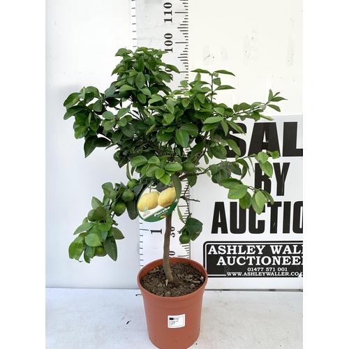 225 - ONE CITRUS LIME PURSHA TREE WITH FRUIT. APPROX 90CM IN HEIGHT IN A 7 LTR POT. NO VAT