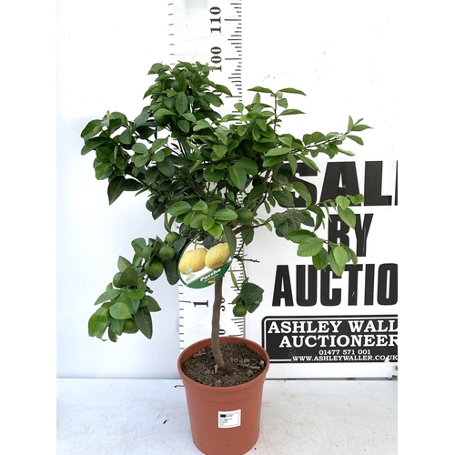 225 - ONE CITRUS LIME PURSHA TREE WITH FRUIT. APPROX 90CM IN HEIGHT IN A 7 LTR POT. NO VAT