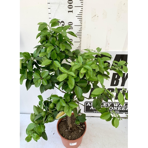 225 - ONE CITRUS LIME PURSHA TREE WITH FRUIT. APPROX 90CM IN HEIGHT IN A 7 LTR POT. NO VAT