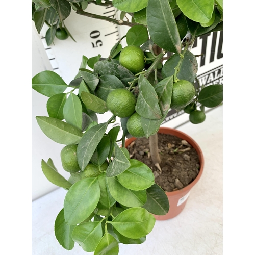 225 - ONE CITRUS LIME PURSHA TREE WITH FRUIT. APPROX 90CM IN HEIGHT IN A 7 LTR POT. NO VAT