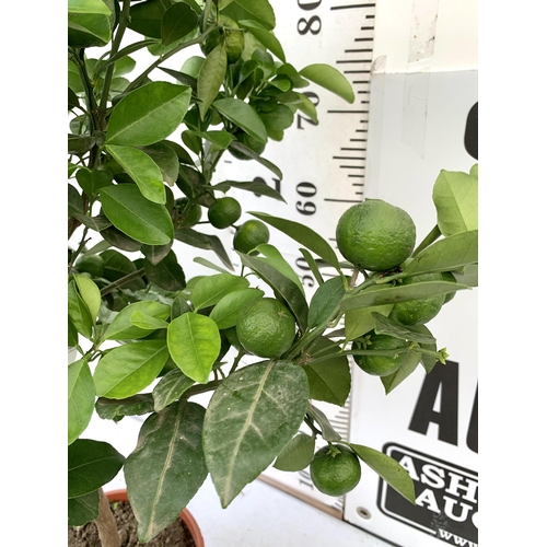 225 - ONE CITRUS LIME PURSHA TREE WITH FRUIT. APPROX 90CM IN HEIGHT IN A 7 LTR POT. NO VAT