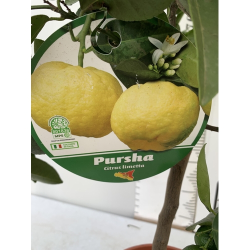 225 - ONE CITRUS LIME PURSHA TREE WITH FRUIT. APPROX 90CM IN HEIGHT IN A 7 LTR POT. NO VAT