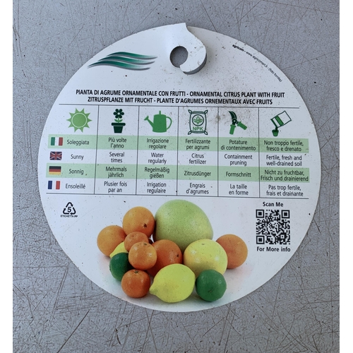 225 - ONE CITRUS LIME PURSHA TREE WITH FRUIT. APPROX 90CM IN HEIGHT IN A 7 LTR POT. NO VAT