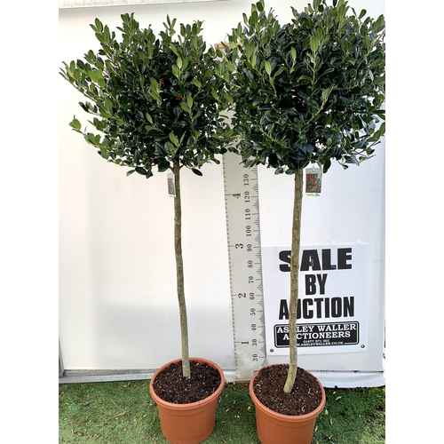 226 - A PAIR OF STANDARD HOLLY ILEX AQUIFOLIUM J C VAN TOLL TREES OVER 200CM IN A 20 LITRE POT TO BE SOLD ... 