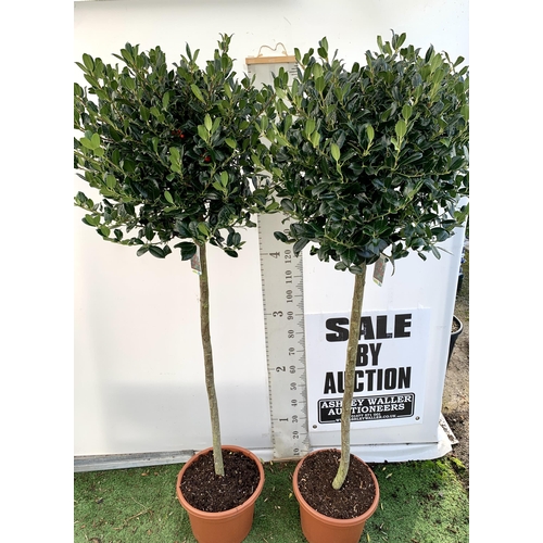 226 - A PAIR OF STANDARD HOLLY ILEX AQUIFOLIUM J C VAN TOLL TREES OVER 200CM IN A 20 LITRE POT TO BE SOLD ... 