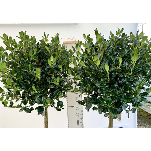 226 - A PAIR OF STANDARD HOLLY ILEX AQUIFOLIUM J C VAN TOLL TREES OVER 200CM IN A 20 LITRE POT TO BE SOLD ... 