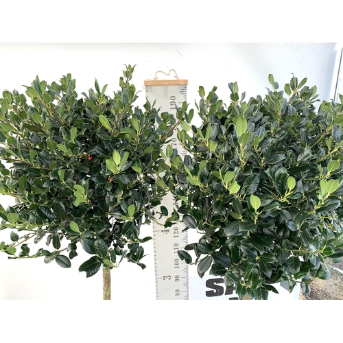 226 - A PAIR OF STANDARD HOLLY ILEX AQUIFOLIUM J C VAN TOLL TREES OVER 200CM IN A 20 LITRE POT TO BE SOLD ... 