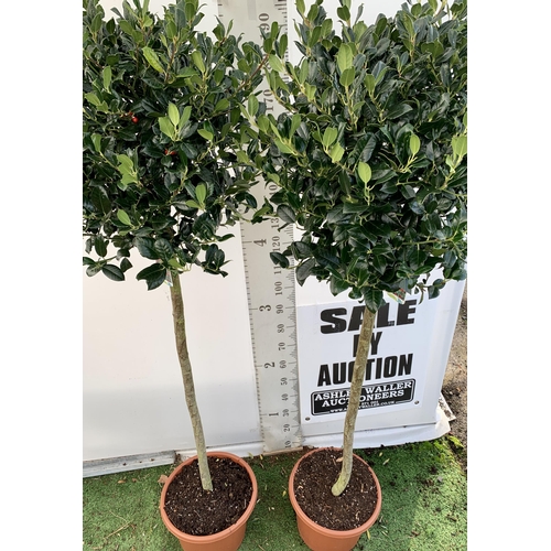 226 - A PAIR OF STANDARD HOLLY ILEX AQUIFOLIUM J C VAN TOLL TREES OVER 200CM IN A 20 LITRE POT TO BE SOLD ... 