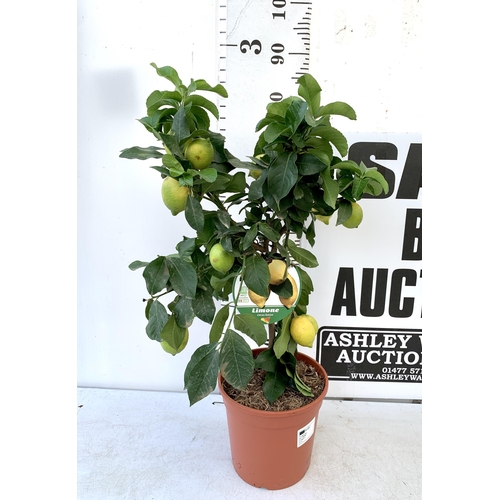 23 - A CITRUS LEMON FRUIT TREE WITH LEMONS APPROX 90CM IN HEIGHT. IN A 7 LTR POT. NO VAT