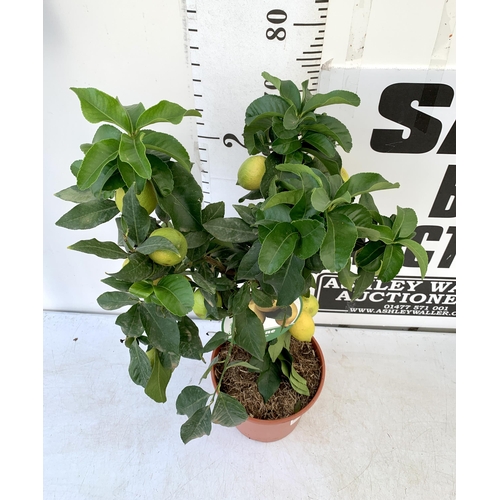 23 - A CITRUS LEMON FRUIT TREE WITH LEMONS APPROX 90CM IN HEIGHT. IN A 7 LTR POT. NO VAT