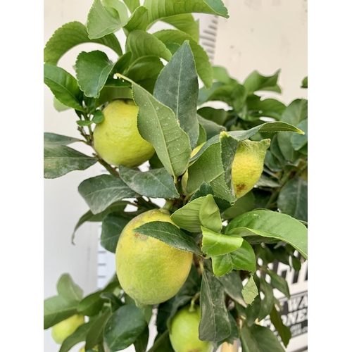 23 - A CITRUS LEMON FRUIT TREE WITH LEMONS APPROX 90CM IN HEIGHT. IN A 7 LTR POT. NO VAT