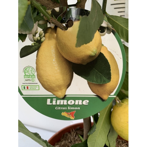 23 - A CITRUS LEMON FRUIT TREE WITH LEMONS APPROX 90CM IN HEIGHT. IN A 7 LTR POT. NO VAT