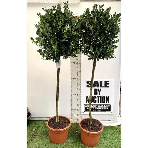 3 - A PAIR OF STANDARD HOLLY ILEX AQUIFOLIUM J C VAN TOLL TREES OVER 200CM IN A 20 LITRE POT TO BE SOLD ... 