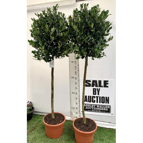 3 - A PAIR OF STANDARD HOLLY ILEX AQUIFOLIUM J C VAN TOLL TREES OVER 200CM IN A 20 LITRE POT TO BE SOLD ... 