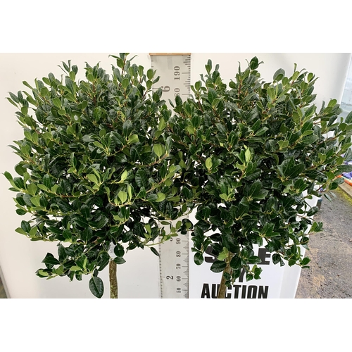 3 - A PAIR OF STANDARD HOLLY ILEX AQUIFOLIUM J C VAN TOLL TREES OVER 200CM IN A 20 LITRE POT TO BE SOLD ... 