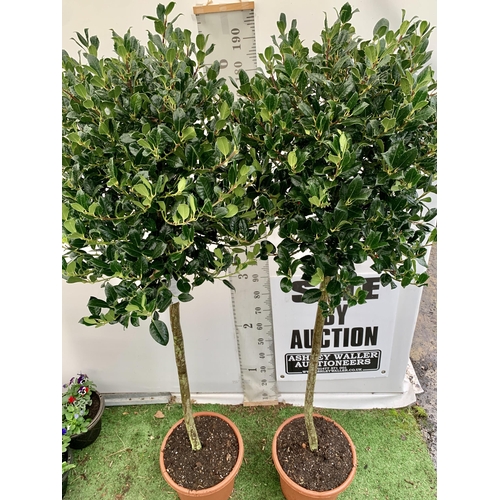 3 - A PAIR OF STANDARD HOLLY ILEX AQUIFOLIUM J C VAN TOLL TREES OVER 200CM IN A 20 LITRE POT TO BE SOLD ... 