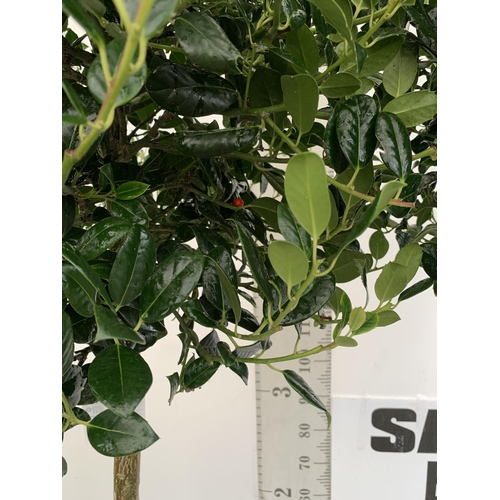 3 - A PAIR OF STANDARD HOLLY ILEX AQUIFOLIUM J C VAN TOLL TREES OVER 200CM IN A 20 LITRE POT TO BE SOLD ... 