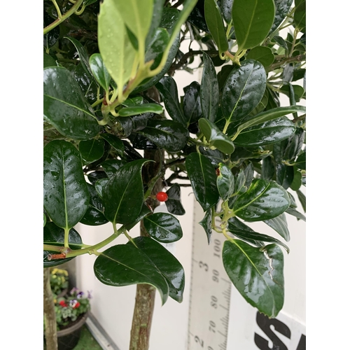 3 - A PAIR OF STANDARD HOLLY ILEX AQUIFOLIUM J C VAN TOLL TREES OVER 200CM IN A 20 LITRE POT TO BE SOLD ... 