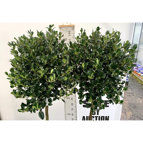 3 - A PAIR OF STANDARD HOLLY ILEX AQUIFOLIUM J C VAN TOLL TREES OVER 200CM IN A 20 LITRE POT TO BE SOLD ... 