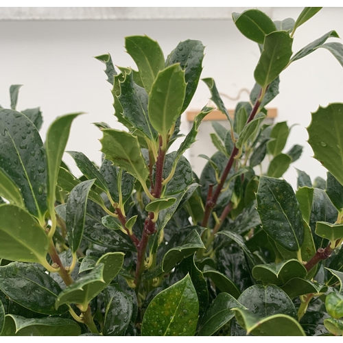 3 - A PAIR OF STANDARD HOLLY ILEX AQUIFOLIUM J C VAN TOLL TREES OVER 200CM IN A 20 LITRE POT TO BE SOLD ... 