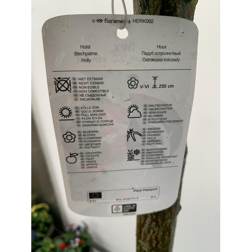 3 - A PAIR OF STANDARD HOLLY ILEX AQUIFOLIUM J C VAN TOLL TREES OVER 200CM IN A 20 LITRE POT TO BE SOLD ... 