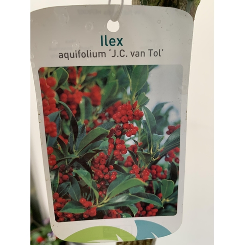 3 - A PAIR OF STANDARD HOLLY ILEX AQUIFOLIUM J C VAN TOLL TREES OVER 200CM IN A 20 LITRE POT TO BE SOLD ... 