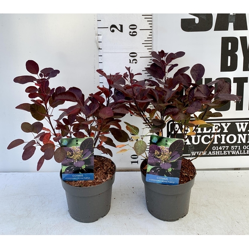 32 - TWO COTINUS COGGYGRIA 'ROYAL PURPLE' SMOKE BUSH IN 3 LTR POTS APPROX 50CM IN HEIGHT TO BE SOLD FOR T... 