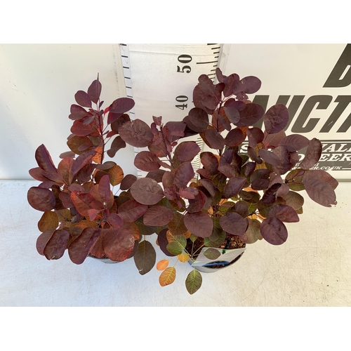 32 - TWO COTINUS COGGYGRIA 'ROYAL PURPLE' SMOKE BUSH IN 3 LTR POTS APPROX 50CM IN HEIGHT TO BE SOLD FOR T... 