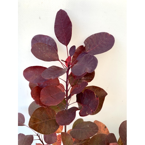 32 - TWO COTINUS COGGYGRIA 'ROYAL PURPLE' SMOKE BUSH IN 3 LTR POTS APPROX 50CM IN HEIGHT TO BE SOLD FOR T... 