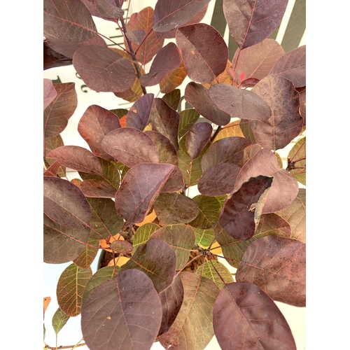 32 - TWO COTINUS COGGYGRIA 'ROYAL PURPLE' SMOKE BUSH IN 3 LTR POTS APPROX 50CM IN HEIGHT TO BE SOLD FOR T... 