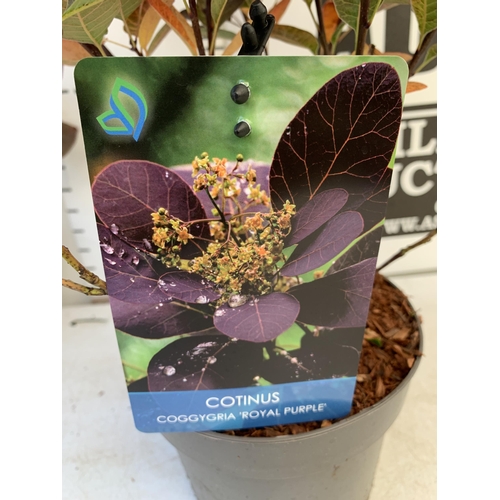 32 - TWO COTINUS COGGYGRIA 'ROYAL PURPLE' SMOKE BUSH IN 3 LTR POTS APPROX 50CM IN HEIGHT TO BE SOLD FOR T... 